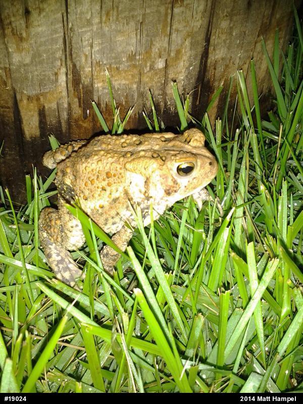 Eastern American Toad