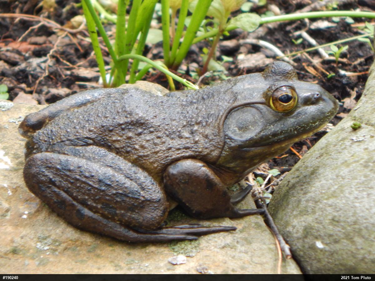 American Bullfrog