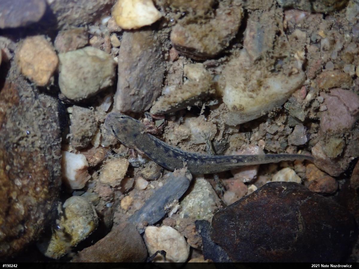 Northern Two-lined Salamander