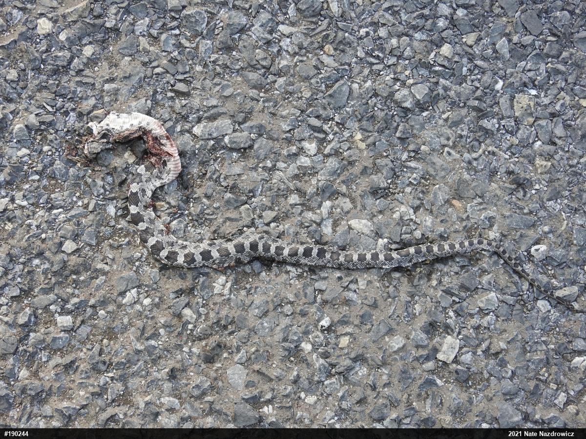 Eastern Ratsnake