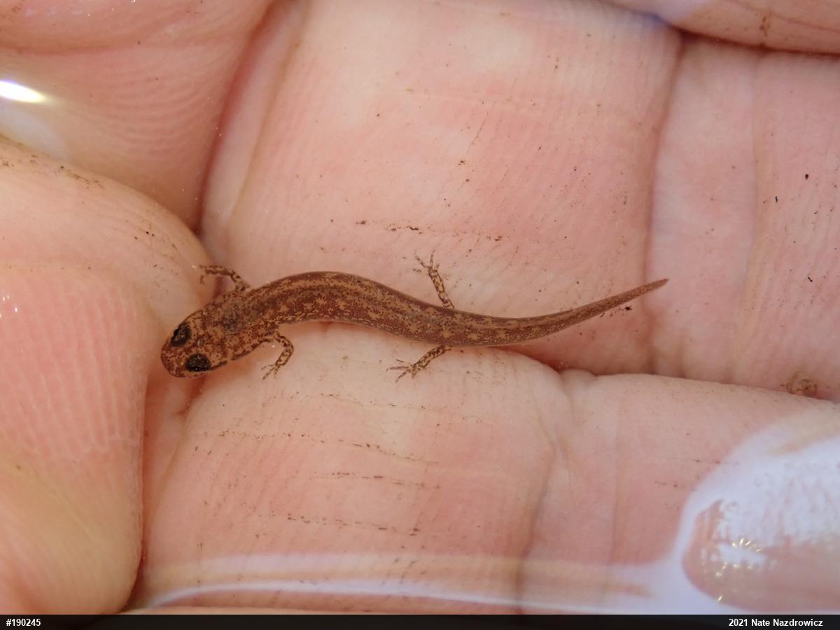 Northern Two-lined Salamander