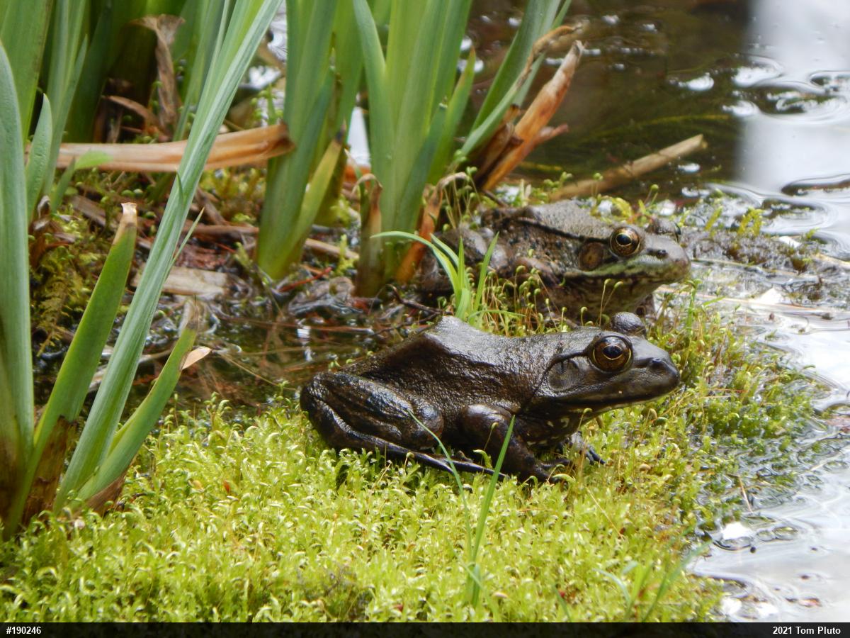 Green Frog