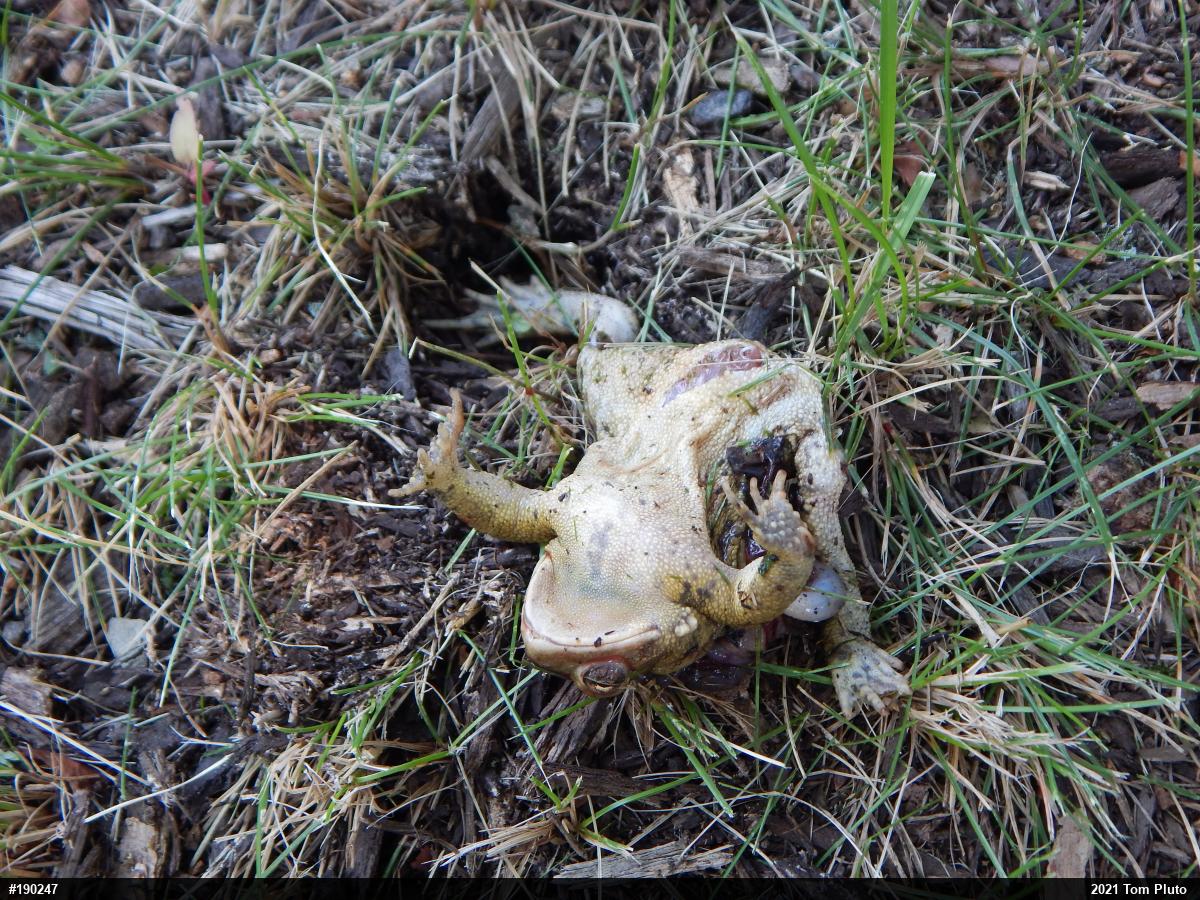 Eastern American Toad