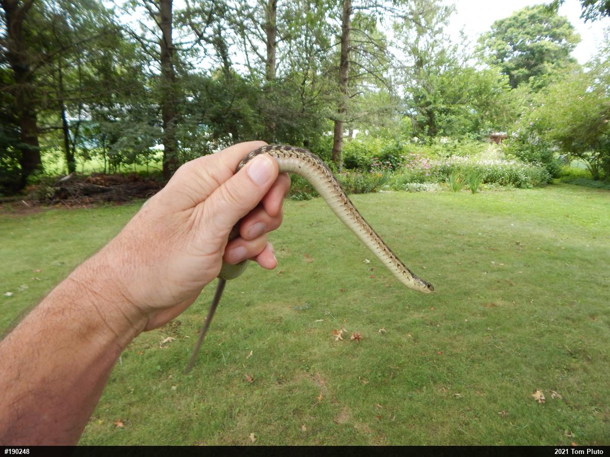Eastern Gartersnake