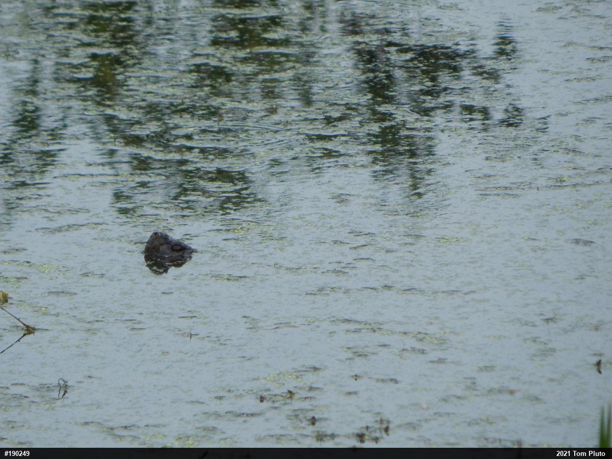 Snapping Turtle
