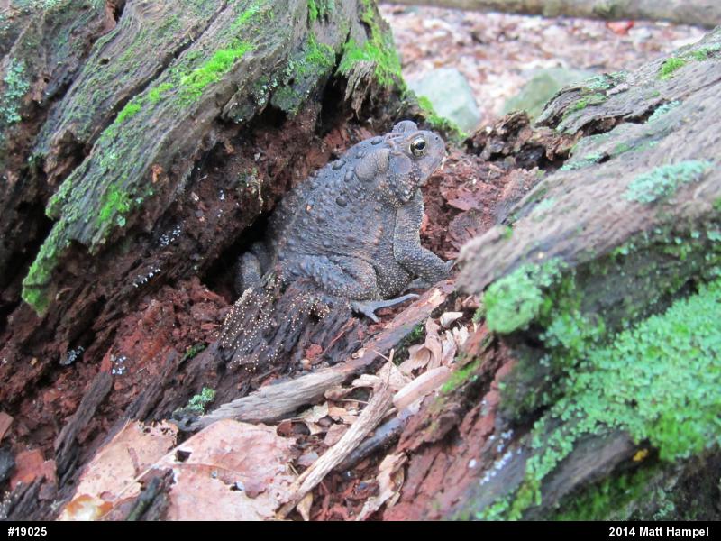 Eastern American Toad