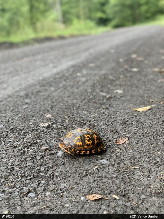 Eastern Box Turtle