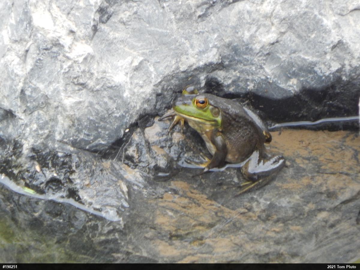 American Bullfrog