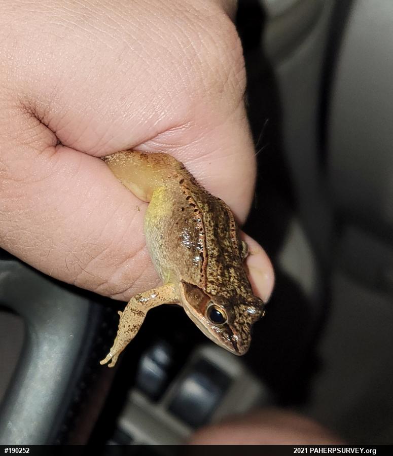 Wood Frog