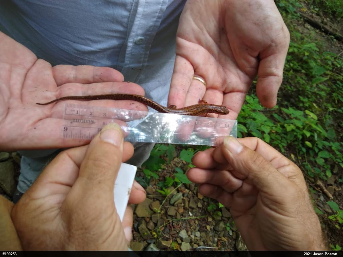 Eastern Long-tailed Salamander