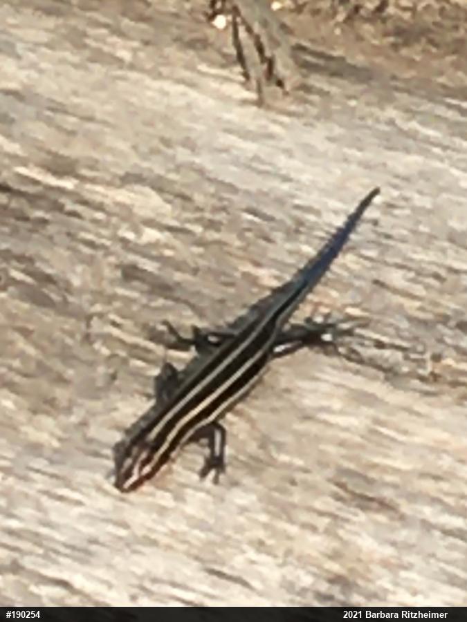Common Five-lined Skink