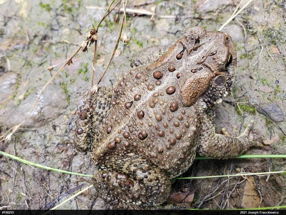 Eastern American Toad