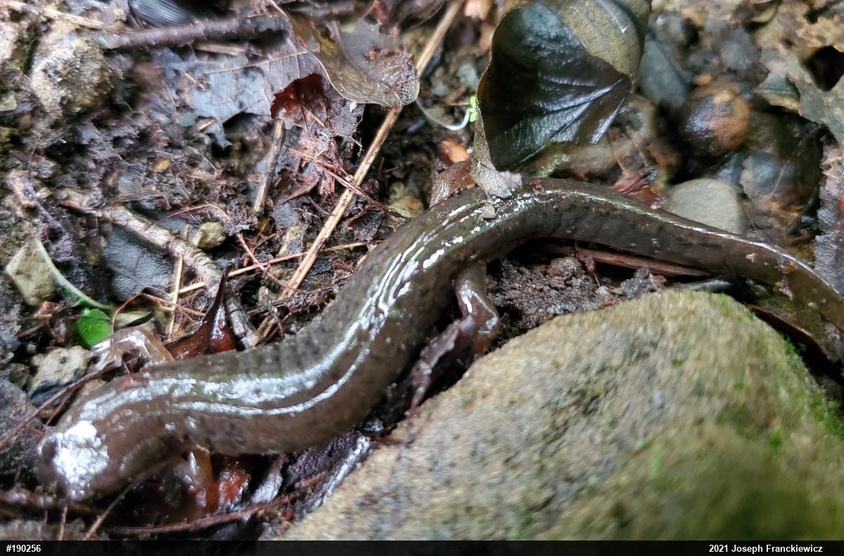 Northern Dusky Salamander