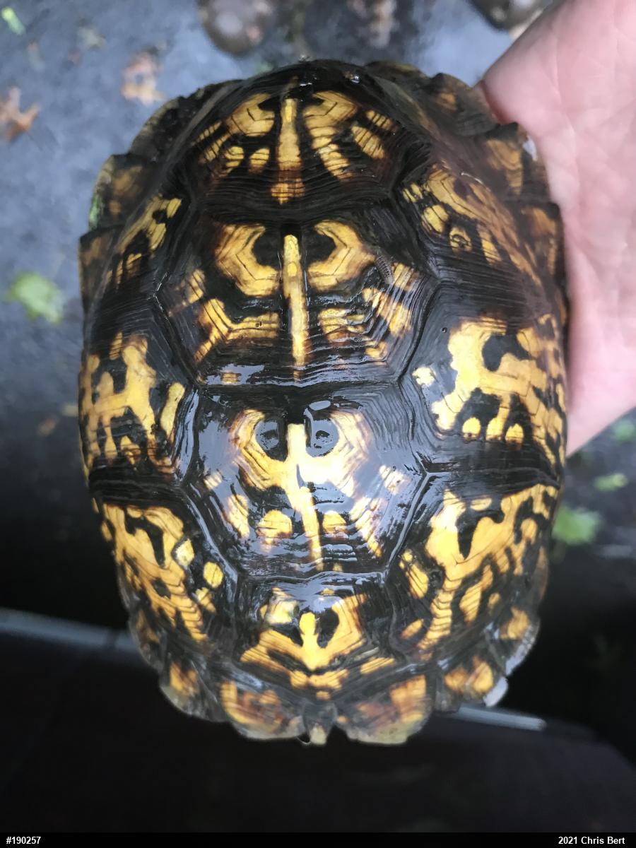 Eastern Box Turtle