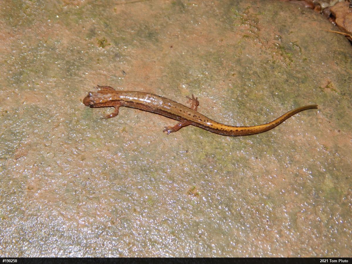 Northern Two-lined Salamander