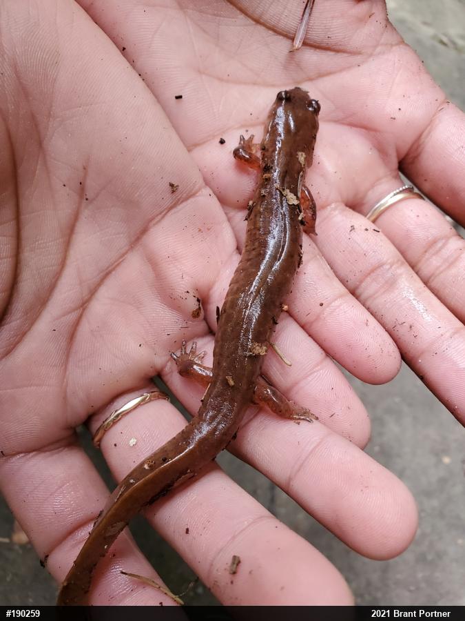 Northern Spring Salamander