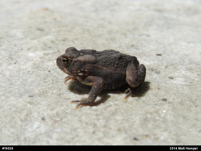 Eastern American Toad