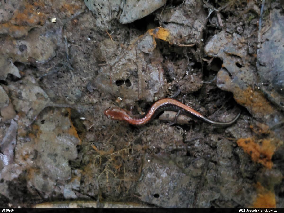 Eastern Red-backed  Salamander