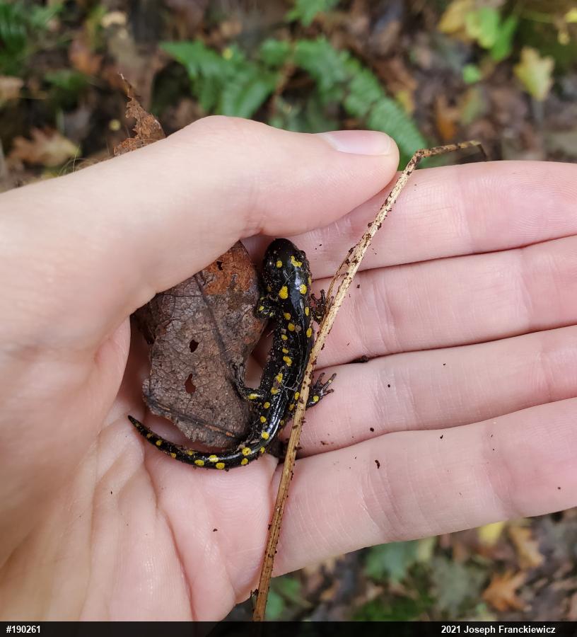 Spotted Salamander