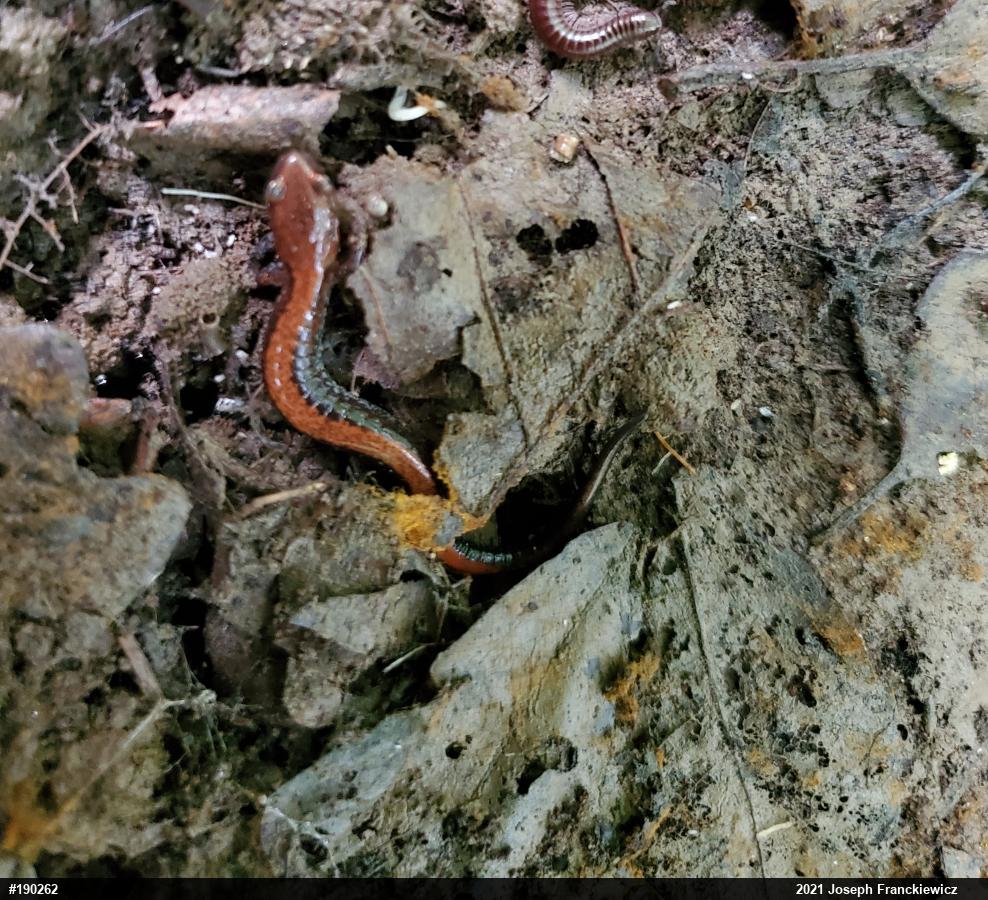 Eastern Red-backed  Salamander
