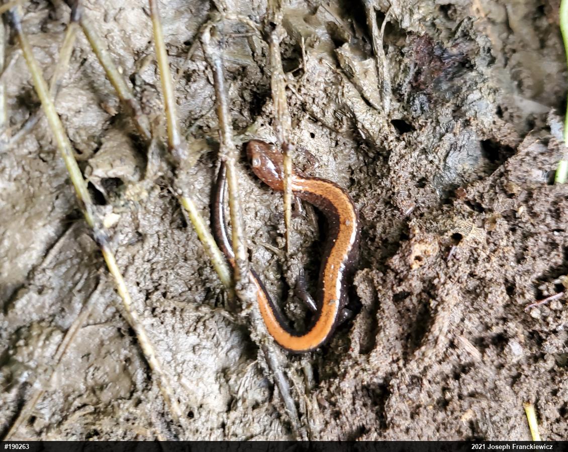 Eastern Red-backed  Salamander