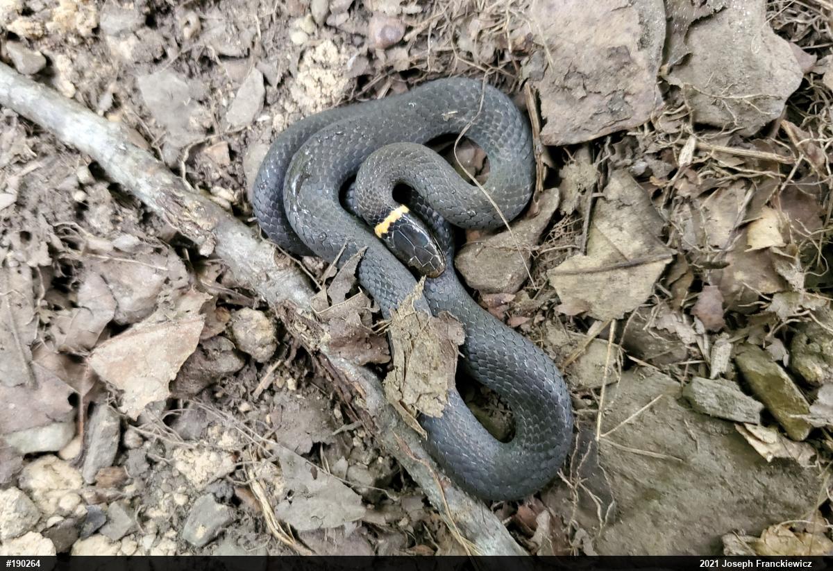 Northern Ring-necked Snake