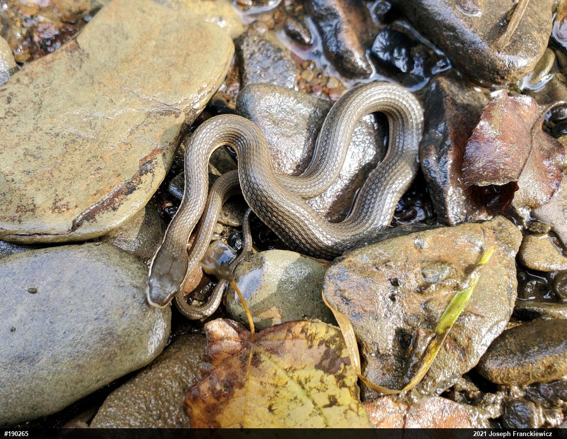 Queensnake