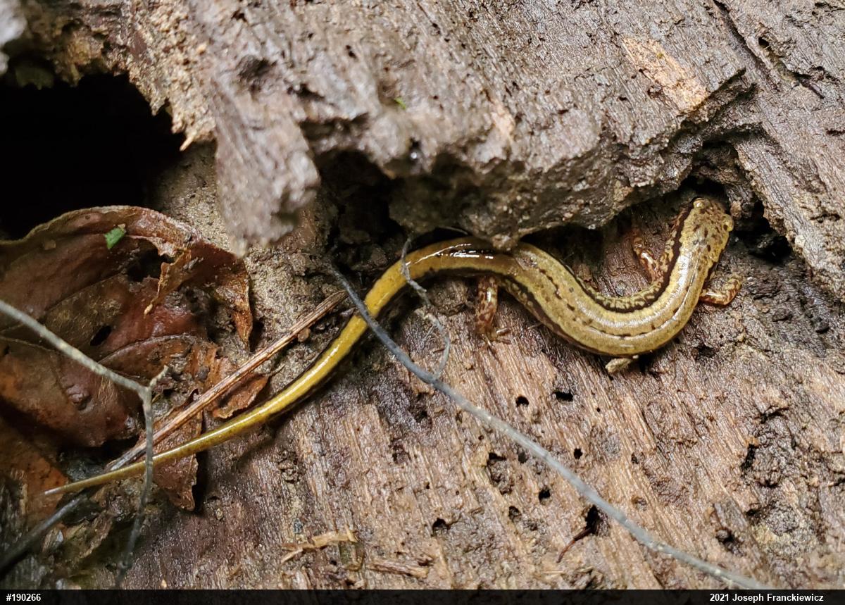 Northern Two-lined Salamander