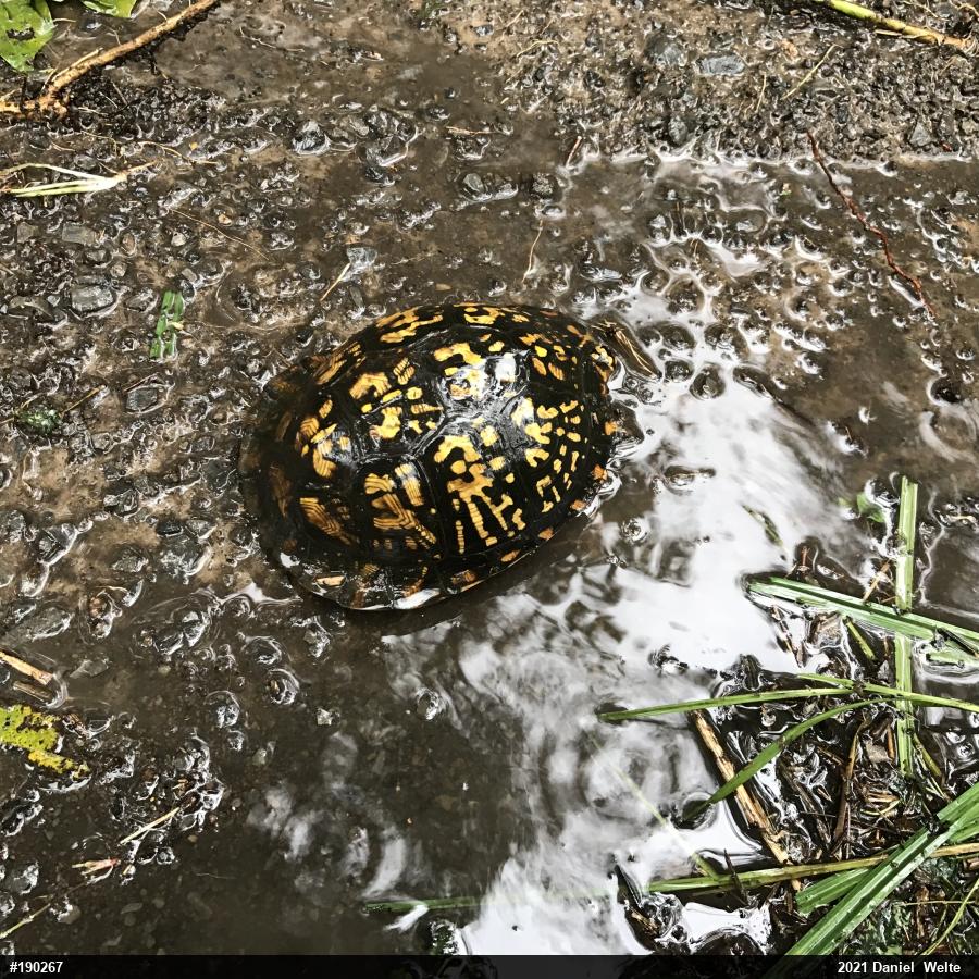 Eastern Box Turtle
