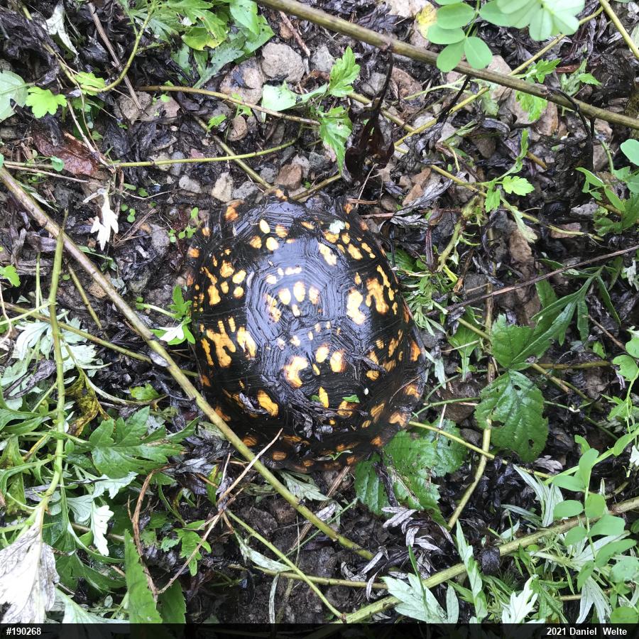 Eastern Box Turtle