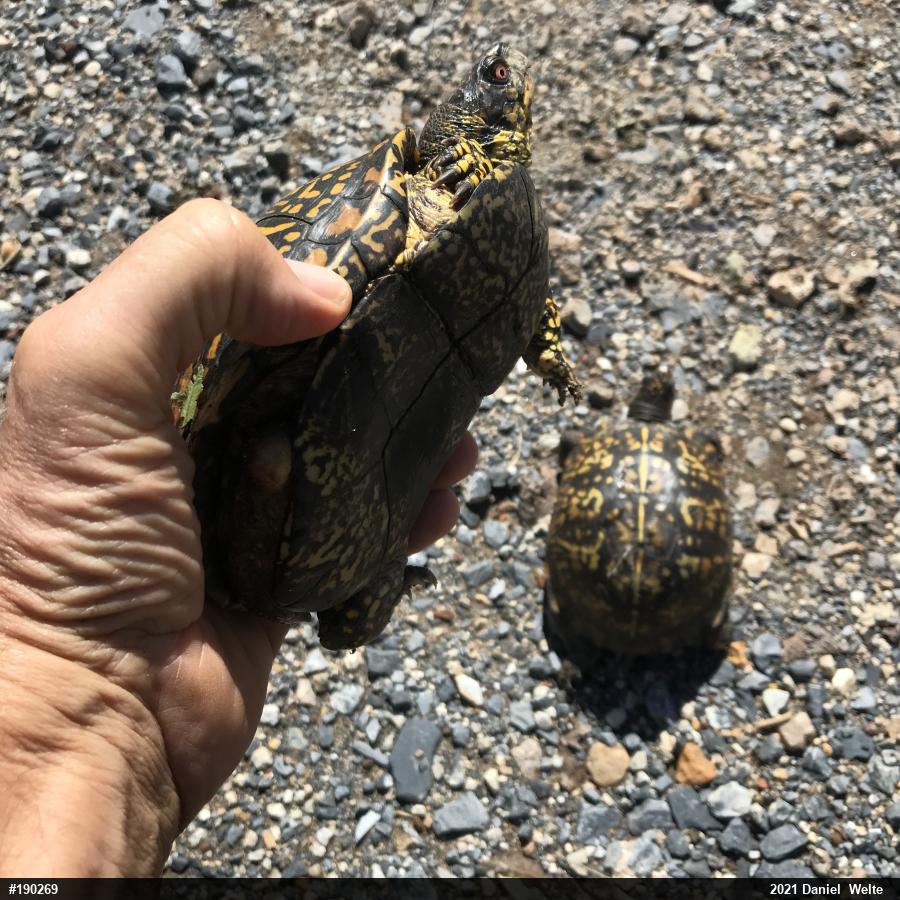 Eastern Box Turtle