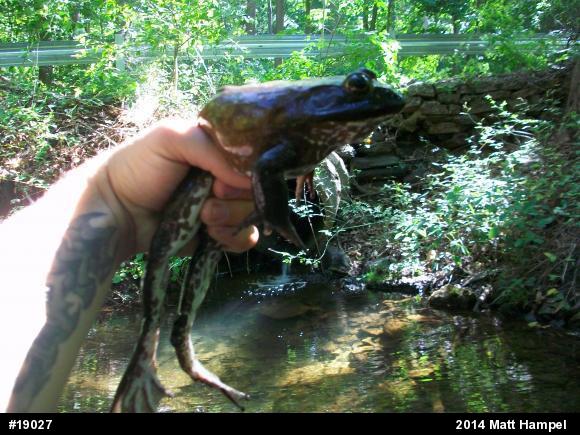 American Bullfrog