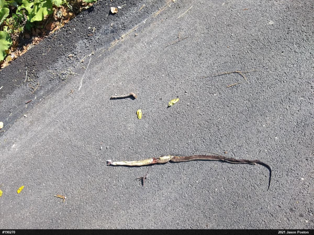 Eastern Ratsnake