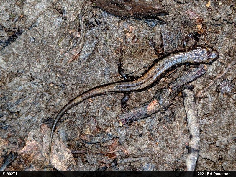 Allegheny Mountain Dusky Salamander