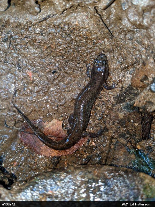 Northern Dusky Salamander