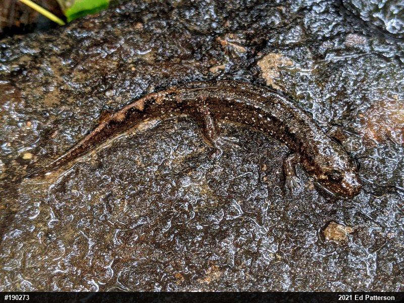 Seal Salamander