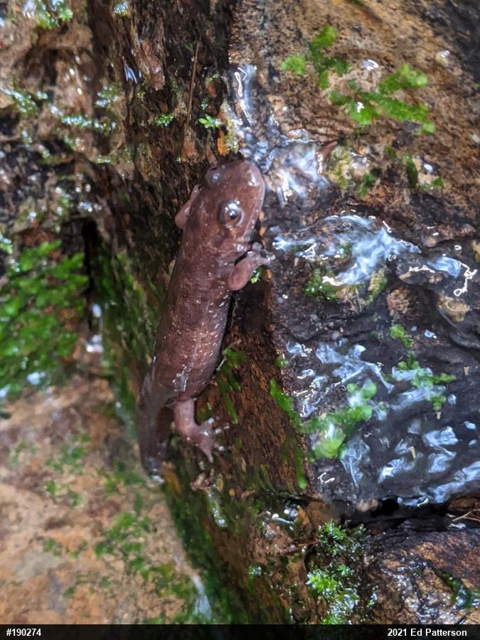 Seal Salamander