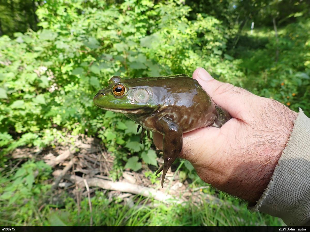 American Bullfrog