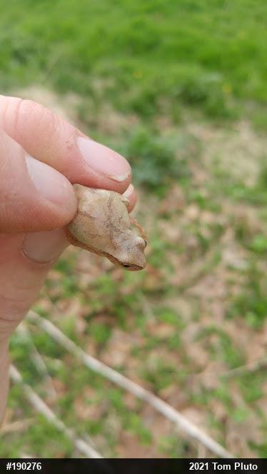 Spring Peeper