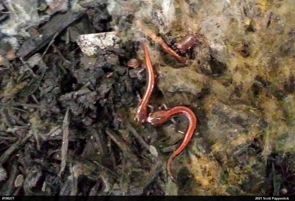 Eastern Red-backed  Salamander