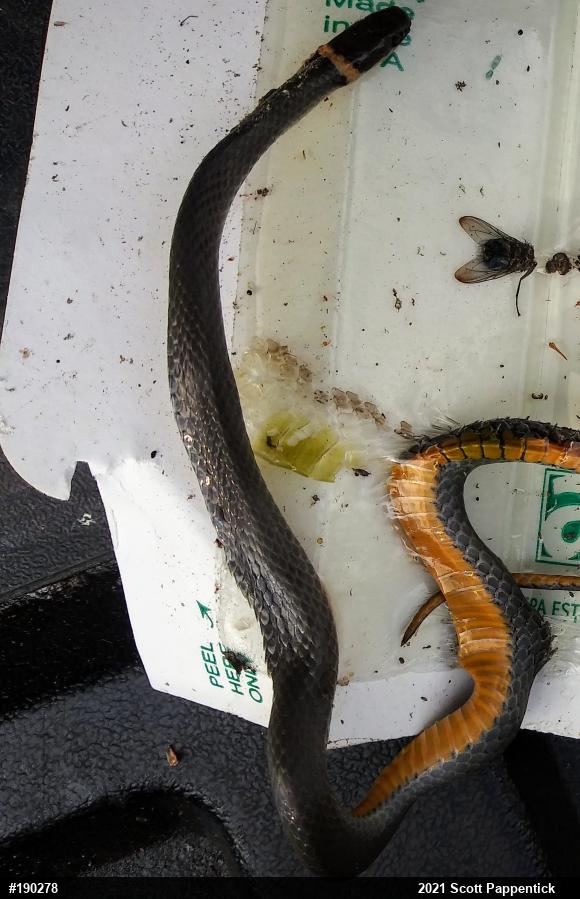 Northern Ring-necked Snake