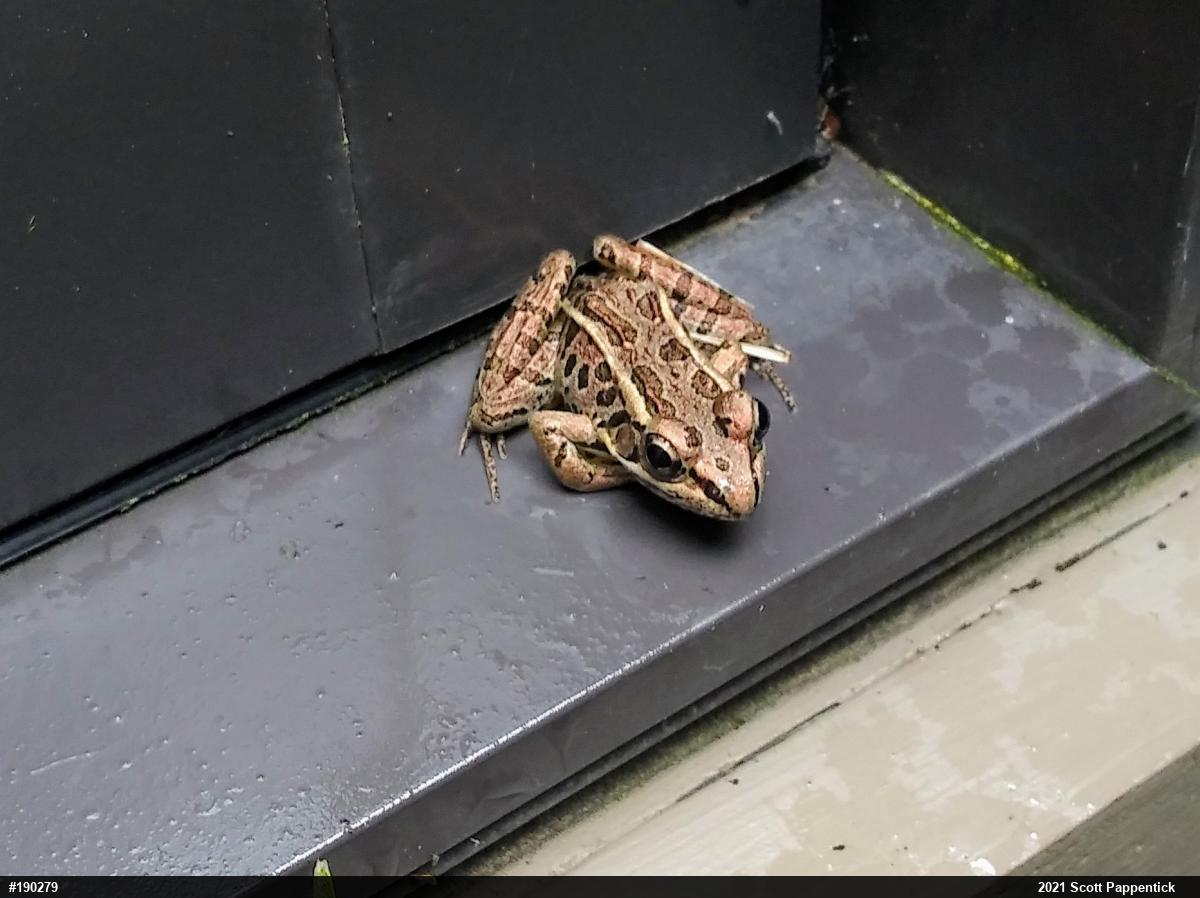 Pickerel Frog