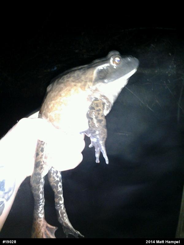American Bullfrog