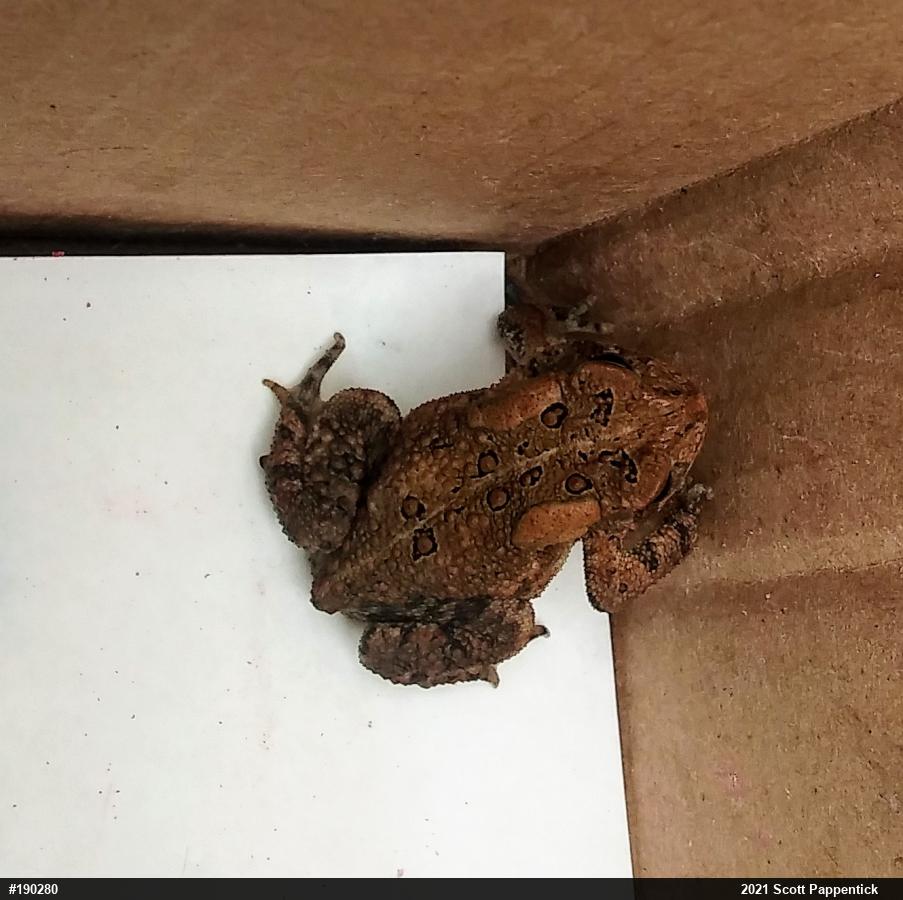 Eastern American Toad