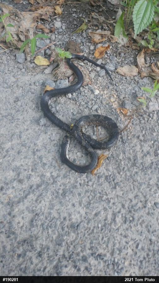 Eastern Ratsnake