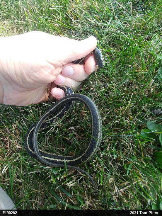 Eastern Gartersnake