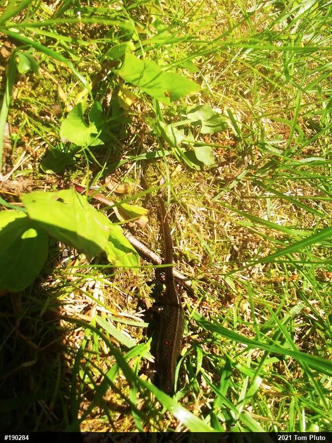 Red-spotted Newt