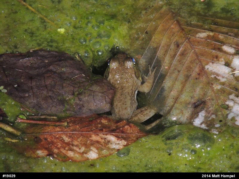 American Bullfrog