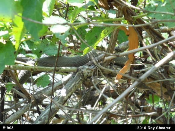 Queensnake