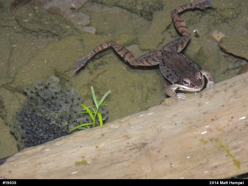 Wood Frog